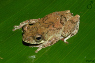 Hyperolius tuberculatus