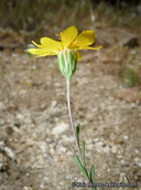 Pentachaeta aurea ssp. aurea