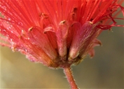 Calliandra peninsularis