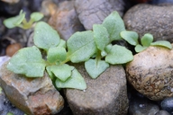 Erythranthe taylorii