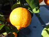Citrus x limonia