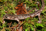 Aneides vagrans