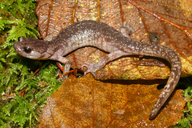 Aneides vagrans