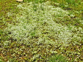 Photo of Navarretia leucocephala ssp. bakeri
