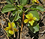Viola bakeri