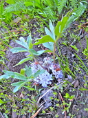 Hydrophyllum alpestre