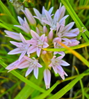 Allium siskiyouense