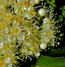 Sorbus scopulina