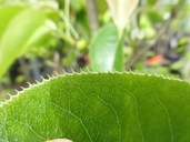 Pyrus pyrifolia