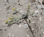 Physaria ludoviciana