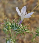 Eriastrum pluriflorum ssp. sherman-hoytiae
