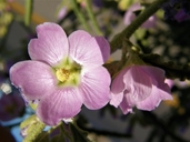 Sphaeralcea angustifolia