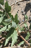 Oenothera pallida ssp. runcinata
