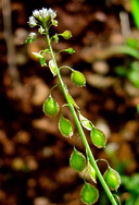 Thysanocarpus laciniatus