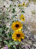 Plains Sunflower