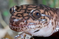 Dicamptodon ensatus