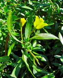 Ludwigia peploides ssp. montevidensis