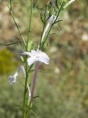 Whiteflower Ipomopsis