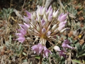 Photo of Allium sanbornii var. sanbornii