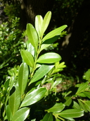 Buxus harlandii