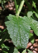 Agastache pallidiflora var. neomexicana