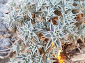 Salvia funerea