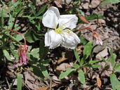 Oenothera albicaulis