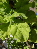 Nicotiana solanifolia