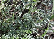 Astragalus humistratus var. sonorae