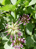 Trifolium gracilentum