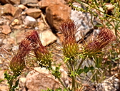 Cirsium arizonicum var. arizonicum