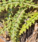 Cirsium arizonicum var. arizonicum
