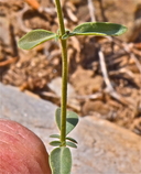 Monardella linoides ssp. sierrae