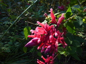 Salvia wagneriana