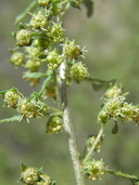 Hedosyne ambrosiifolia