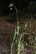 Greater Quaking Grass