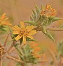 Centromadia parryi ssp. rudis