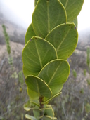 Monttea chilensis var. taltalensis