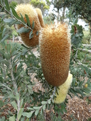 Banksia solandri