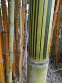 Striped Blowpipe Bamboo