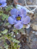 Fremont’s Phacelia