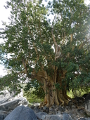 Ficus petiolaris