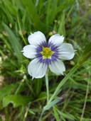 White And Blue Eyed Grass