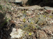 Hesperolinon adenophyllum