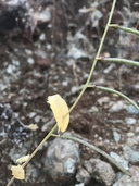 Streptanthus anomalus