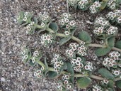 Euphorbia leucophylla