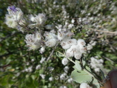Woolly Desert-lavender