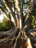 Ficus mysorensis