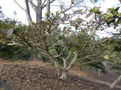Ficus socotrana