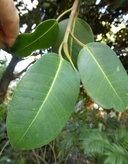 Ficus waikinsiana